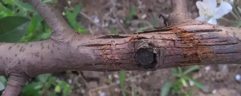 苹果腐烂病，栽培管理粗放和冻害是腐烂病流行的主要诱因-会东网