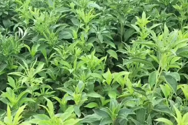 图片[8]-种植白术的风险和应对？种植白术需关注哪些潜在问题？-会东网