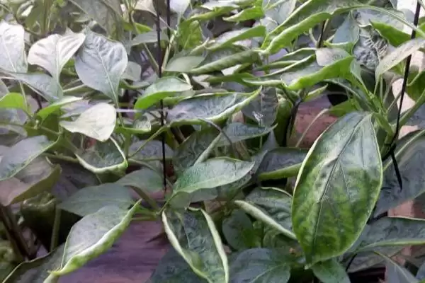 辣椒落花落果落叶的原因 ,辣椒疮痂病如何导致三落现象？插图1