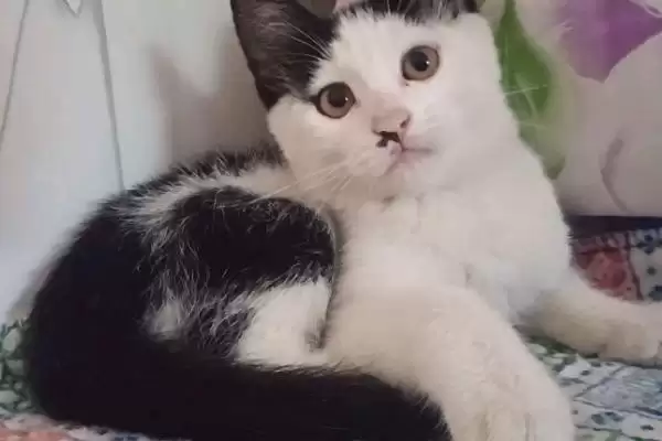 猫咪流眼泪的原因有哪些 ,猫粮油腻、缺水、猫鼻支致猫咪流泪插图2 猫咪流眼泪的原因有哪些 ,猫粮油腻、缺水、猫鼻支致猫咪流泪插图2