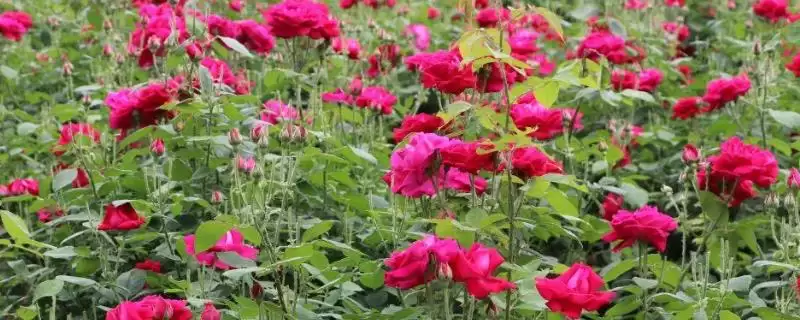 了解山东定陶区特产的方法和重点?养猪与当地特产有哪些关联细节?-会东网