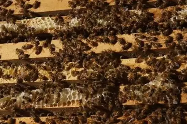 如何制止盗蜂,可分别从作盗群和被盗群入手插图3 如何制止盗蜂,可分别从作盗群和被盗群入手插图3