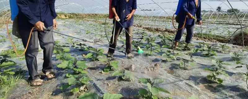 了解蔬菜农药安全间隔期的方法和重点？把握蔬菜农药安全间隔期要做好哪些细节？-会东网