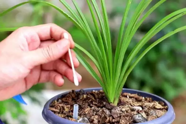 兰花的养殖技术 ,兰花春秋季浇水频率是怎样的？插图1