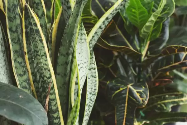 金边虎尾兰的养殖方法 ,如何养殖金边虎尾兰这种植物插图3 金边虎尾兰的养殖方法 ,如何养殖金边虎尾兰这种植物插图3