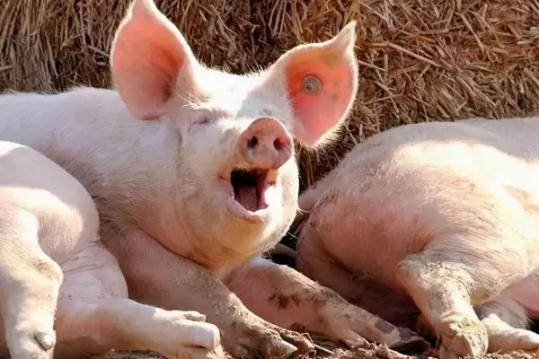 探究猪吃土原因的方法和重点?养猪要做好哪些健康隐患排查细节?插图1 探究猪吃土原因的方法和重点?养猪要做好哪些健康隐患排查细节?插图1