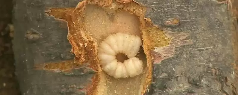 防治天牛幼虫的方法和重点?防天牛幼虫要做好哪些细节?-会东网