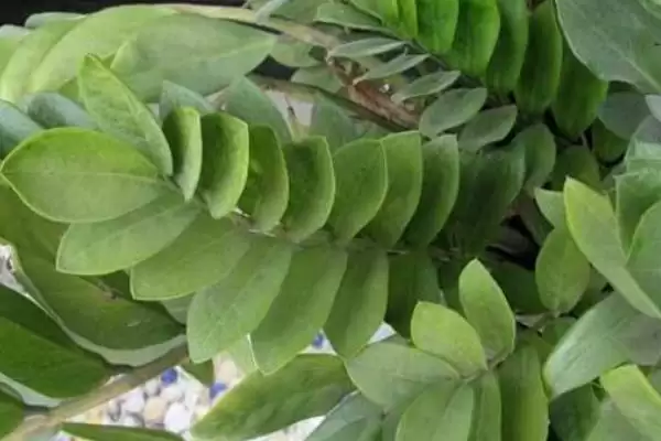 金钱树叶子发黄的修剪 ,金钱树叶子黄了怎么进行修剪插图3