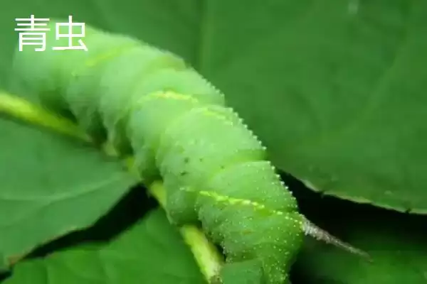 图片[8]-敌百杀虫剂的使用注意事项，不宜与碱性药物同时使用-会东网