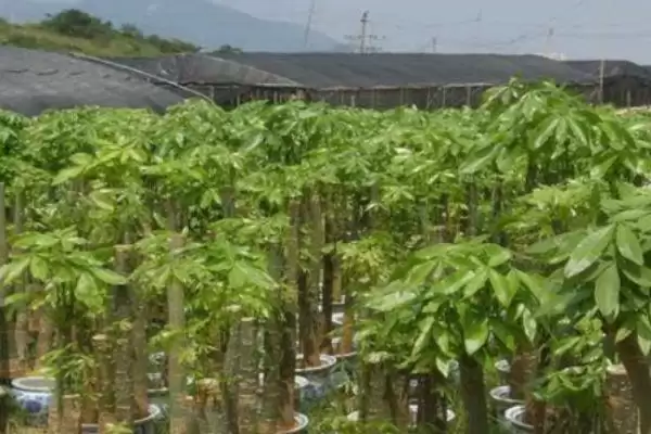 图片[2]-种植发财树的方法和要点？种植发财树要掌握哪些关键步骤？-会东网