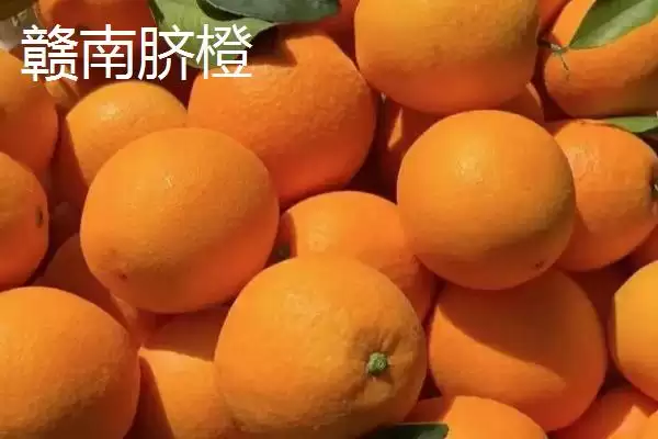 图片[8]-江西省瑞金市的特产 ,江西省瑞金市有啥特色美食-会东网
