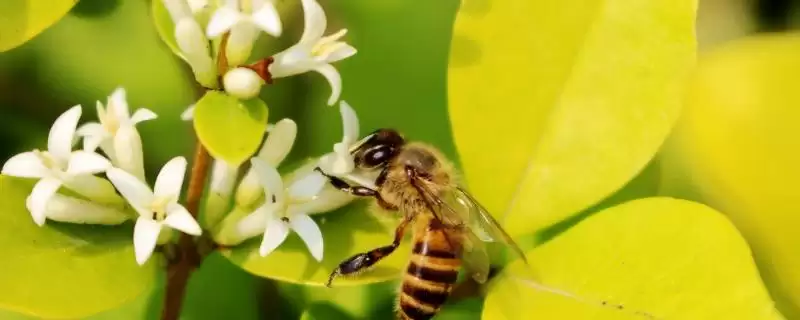 广东适合养什么中蜂，根据需求选择品种-会东网
