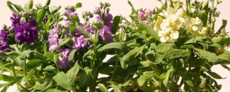 紫罗兰花语的解读和要点？解读紫罗兰花语需关注哪些关键内容？-会东网