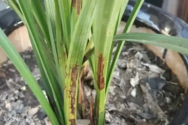 兰花的常见病害及防治 ,兰花常见的疫霉病等如何防治?插图1 兰花的常见病害及防治 ,兰花常见的疫霉病等如何防治?插图1