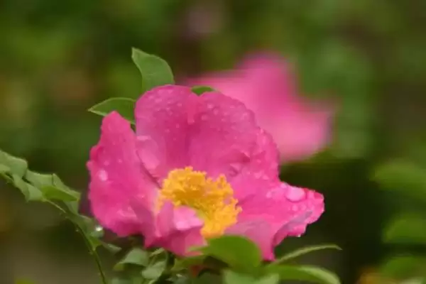图片[2]-修剪缫丝花的方法和重点？修剪缫丝花要做好哪些细节？-会东网