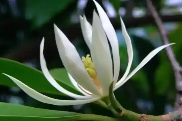图片[2]-适合家庭养的花有哪些？选择适合家庭养殖的花要考虑哪些环境及养护要点？-会东网
