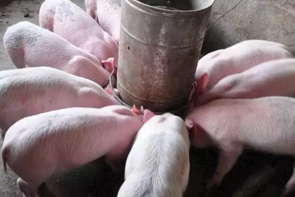 生猪快速育肥的方法和重点?养猪要做好哪些育肥条件细节?插图2 生猪快速育肥的方法和重点?养猪要做好哪些育肥条件细节?插图2