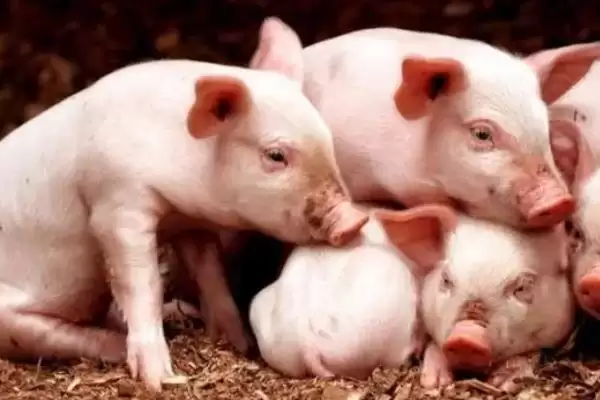 治疗猪发烧的方法和重点？养猪要做好哪些疾病治疗应急细节？插图1