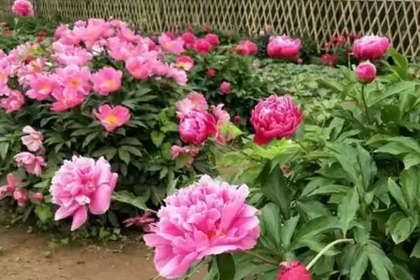 图片[4]-芍药花的水养方法？水养芍药花要遵循哪些科学的养护步骤？-会东网