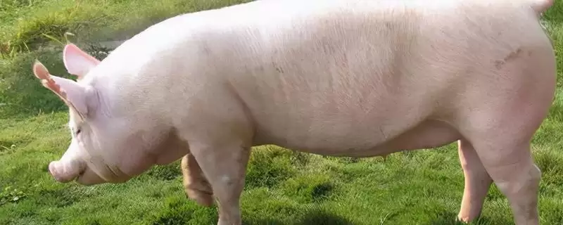 母猪死胎会有哪些症状表现呢,母猪死胎有体温升、食欲降、流浓液等表现-会东网