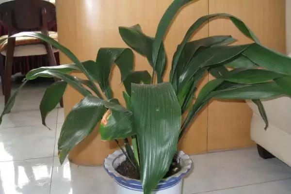 图片[10]-阳台暴晒绿植推荐：千日红、常春藤的顽强生命力-会东网