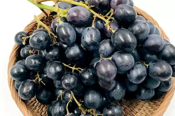 葡萄种类大集合：巨峰葡萄、红提等常见品种介绍插图3