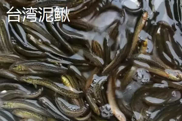 图片[6]-泥鳅苗价格揭秘：品种不同价格各异的真相-会东网