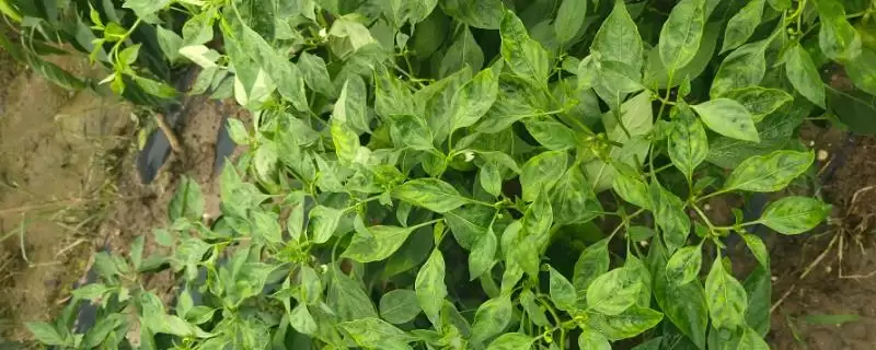 辣椒叶子卷曲的原因 ,土壤和温度如何导致叶子卷曲?-会东网