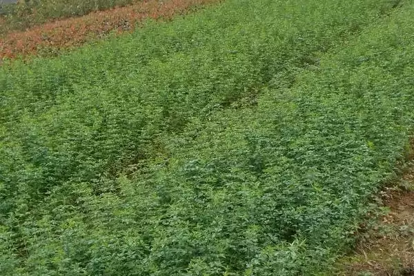 图片[4]-判断迎春花盆景冬天能否放室外的方法和重点？判断迎春花盆景冬天能否放室外要做好哪些细节？-会东网