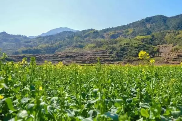 油菜越冬期间如何保苗,适当培土可避免植株倒伏插图4 油菜越冬期间如何保苗,适当培土可避免植株倒伏插图4