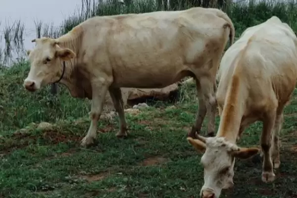 牛的繁殖之道:人工与自然配种的方法与选择插图6 牛的繁殖之道:人工与自然配种的方法与选择插图6