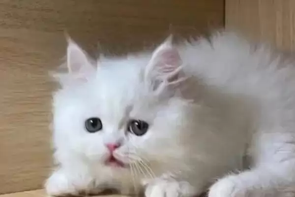 猫为什么会得湿疹这种病呢 ,猫接触过敏物、过度舔毛会得湿疹插图1