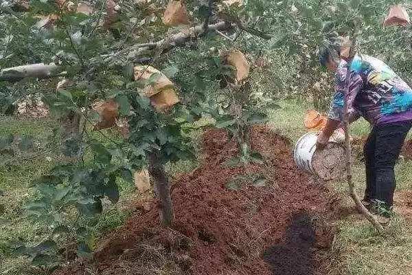 苹果水裂纹发生原因及防治方法,需对症下药插图3 苹果水裂纹发生原因及防治方法,需对症下药插图3