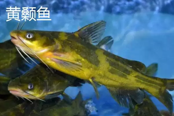 图片[6]-清江鱼种类全解：并不特指某一种鱼的丰富品类-会东网