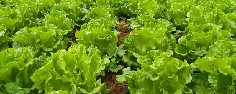 防治意大利生菜黑腐病的方法和重点？防治意大利生菜黑腐病要做好哪些细节？-会东网