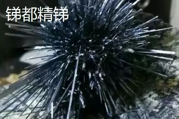 图片[7]-湖南冷水江市的特产，冷水江杨梅大如蛋-会东网