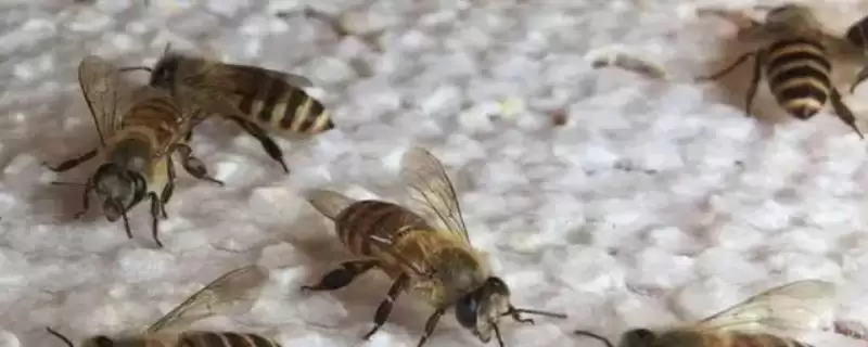 如何有效用卫生球防治蜂螨,研成粉末后放入蜂箱底部即可-会东网
