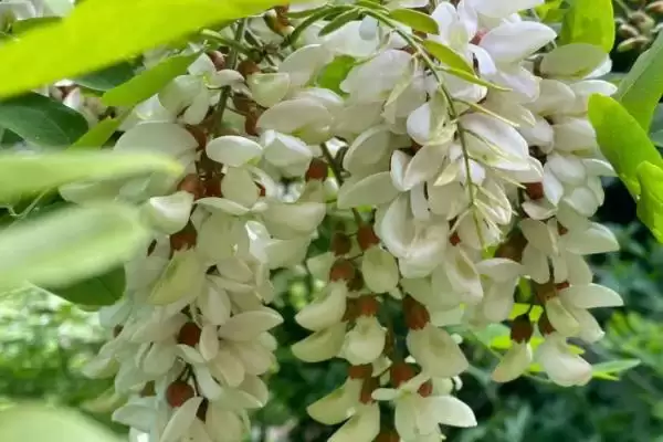 图片[3]-中国十大蜜源植物，花期持续时间长短不一-会东网