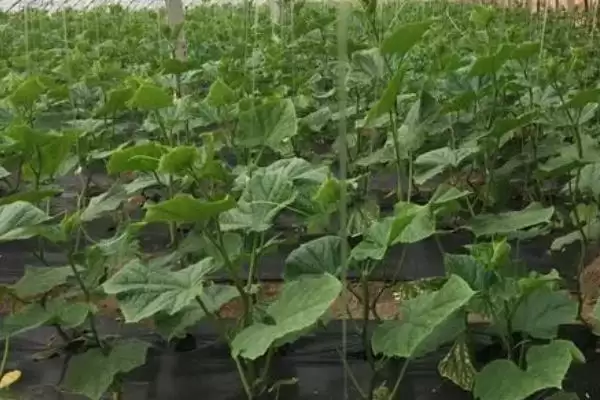 露天黄瓜的株行距是多少 ,露天黄瓜株行距一般为多少插图6 露天黄瓜的株行距是多少 ,露天黄瓜株行距一般为多少插图6