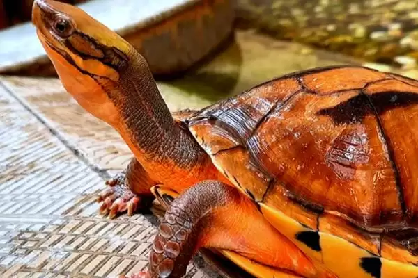 金钱龟与巴西龟的区别 ,金钱龟和巴西龟有何不同之处插图1