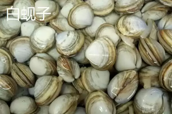图片[3]-可食用贝类海鲜大盘点：蚬子、蛏子、北极贝等你品尝-会东网