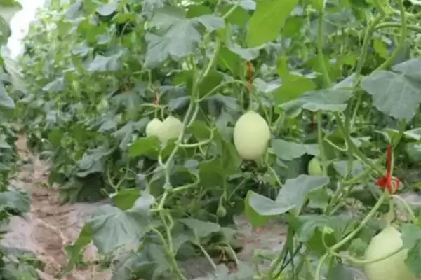 确定甜瓜株距行距的方法和重点？种甜瓜确定株距行距要做好哪些细节？插图3