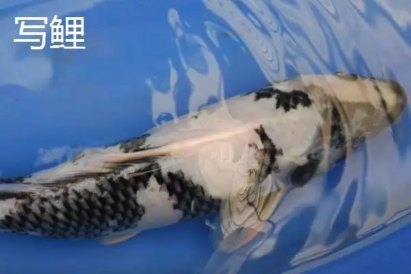图片[5]-锦鲤的常见品种 ,锦鲤有哪些常见的品种类型呢-会东网