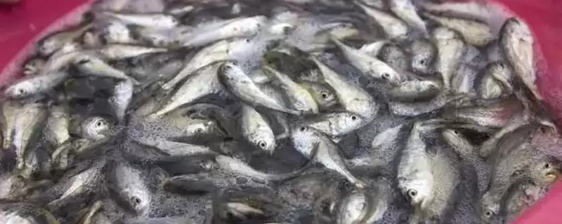 黄鱼鱼苗哪里寻?水产养殖市场全攻略!-会东网