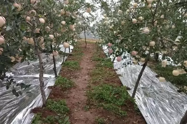 苹果脱袋后何时铺反光膜，经过2-3天即可铺膜插图2