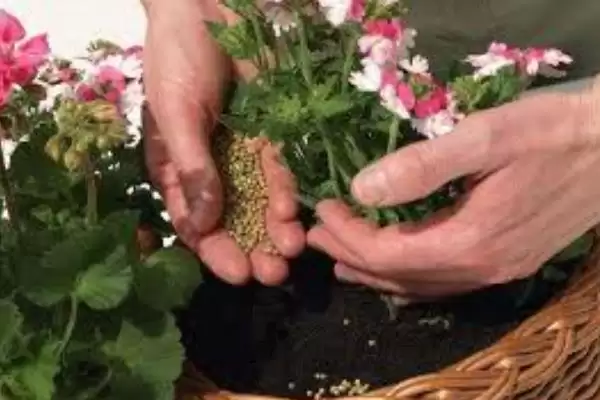 图片[4]-养花长得茂盛的方法和重点？养花长得茂盛要做好哪些细节？-会东网