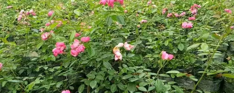 蔷薇种植技巧:夏冬土壤变干再浇水的科学方法-会东网