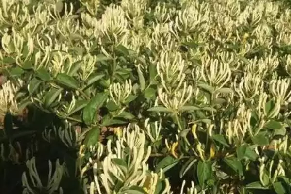 金银花的种植条件 ,金银花对种植土壤有何要求插图1