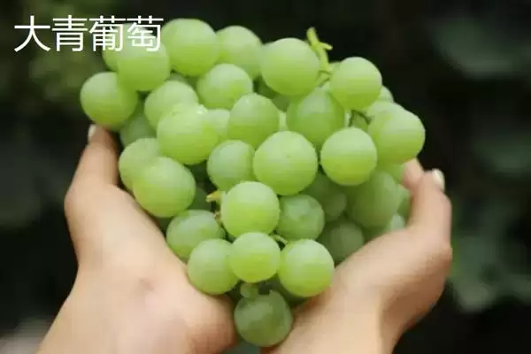 葡萄清洗秘籍:小苏打加食盐清洗的科学方法插图9 葡萄清洗秘籍:小苏打加食盐清洗的科学方法插图9