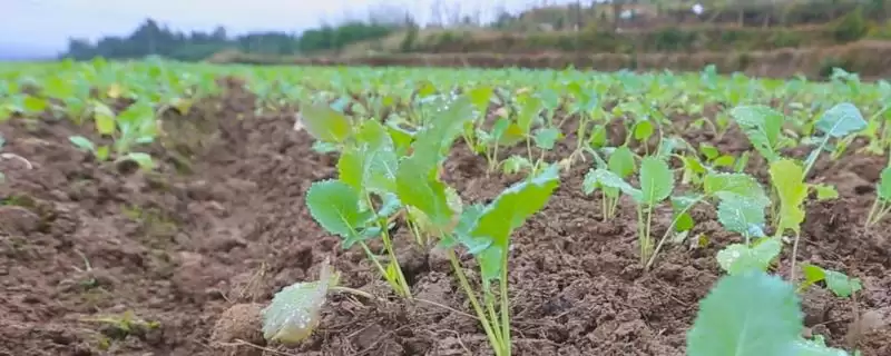 北方种油菜最晚几月，最晚也要在4月份全部种植完成-会东网